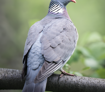 Вяхирь (Columba palumbus)