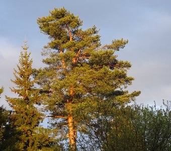 В лучах заходящего солнца.