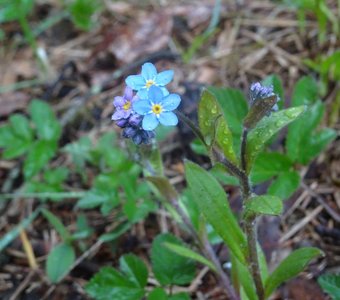 Незабудки после живительного дождя.