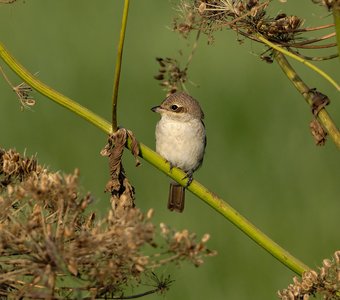Вечерний наблюдатель