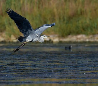 На встречу ветру