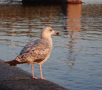 Встречая рассвет после завтрака на Неве.