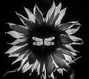 Звезда по имени