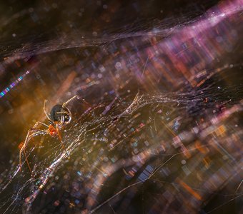 Параллельные миры или где-то в Галактике Паук