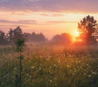 Июльский рассвет над лугом