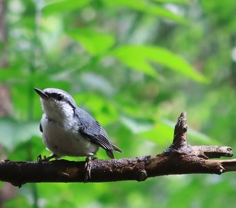 Птица на ветке