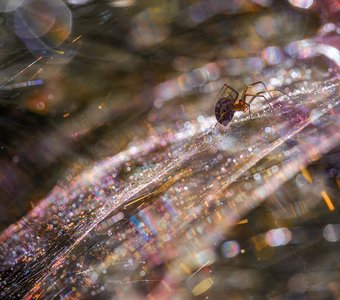 Параллельные миры или где-то в Галактике Паук