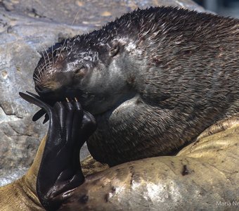 Я только носик почесать