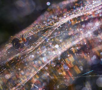 Параллельные миры или где-то в Галактике Паук