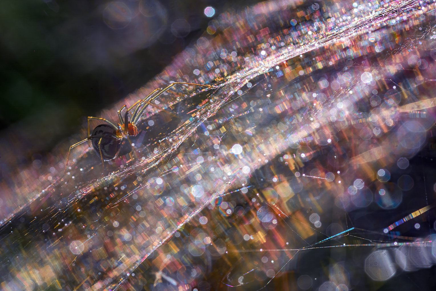 Параллельные миры или где-то в Галактике Паук