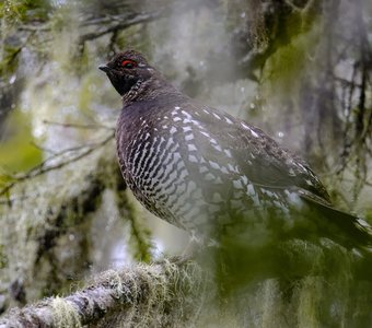 Редкая встреча