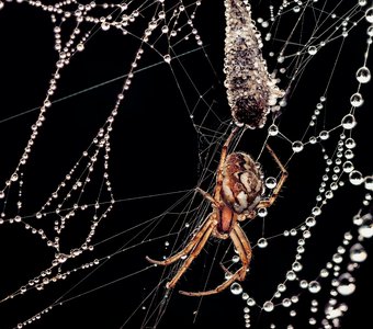 Ловушка хищника