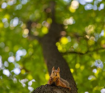 Акробатическое пиршество