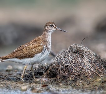 Перевозчик