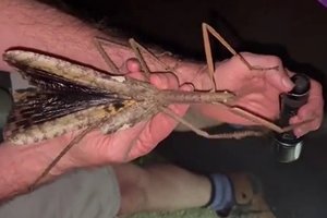 В Австралии обнаружилось жуткое насекомое-тяжеловес