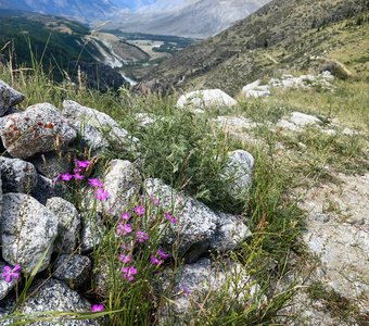 Гвоздика в горах