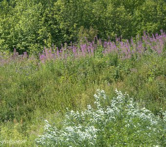 Июльская палитра