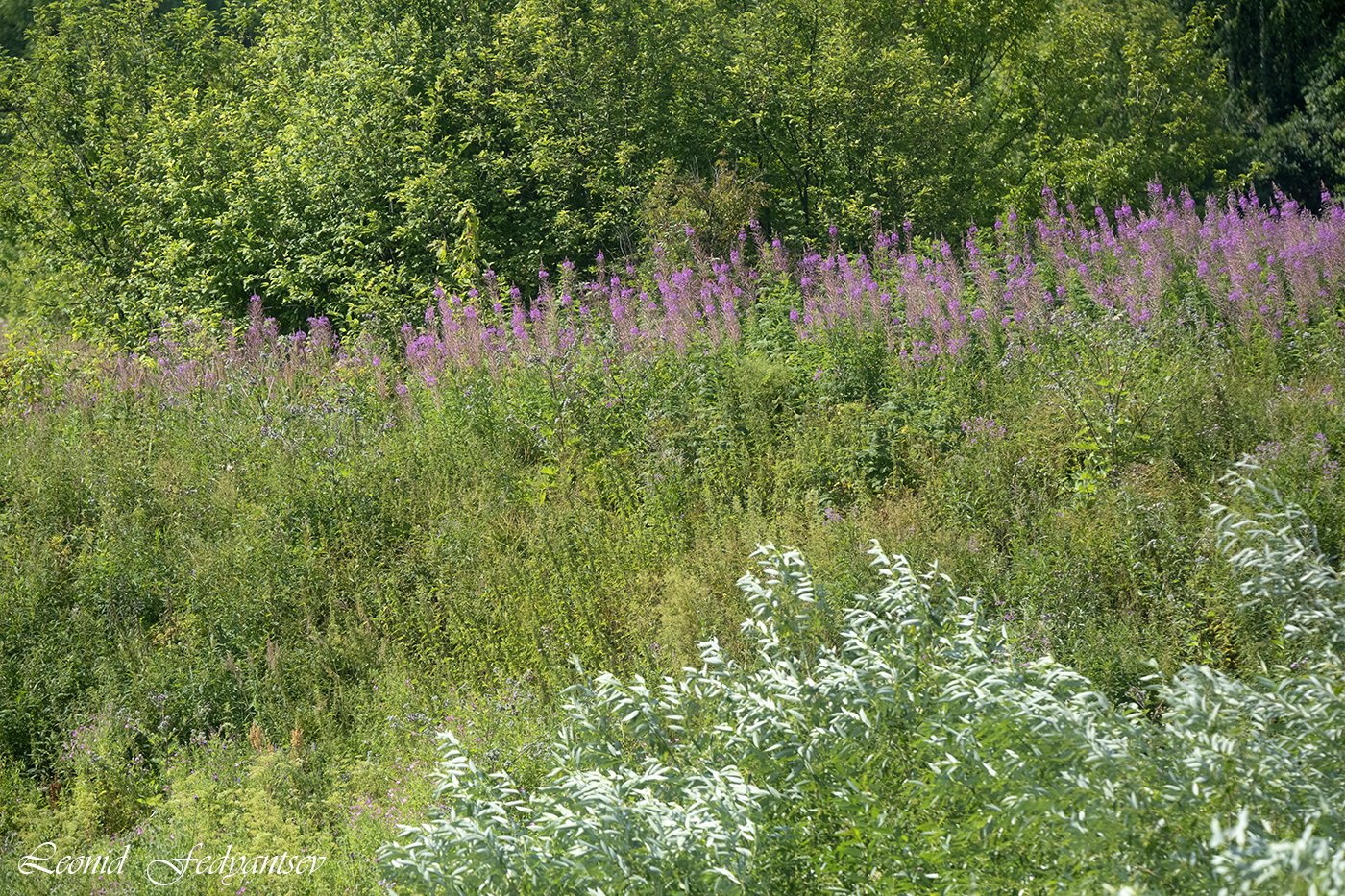 Июльская палитра