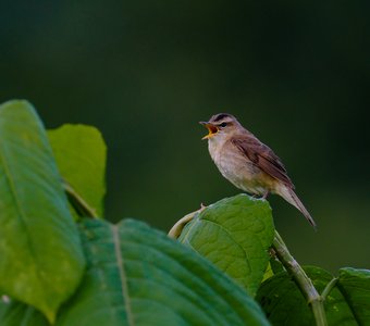 Вечерние распевки