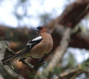 Зяблик, наблюдающий за фотографом.