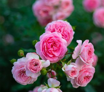 Розовые розы