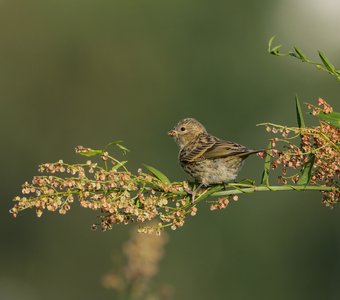 Легкий перекус