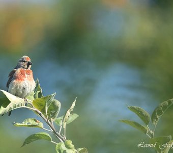 Конопляныч