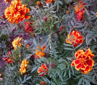 Яркие цветы