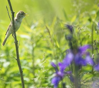 Песня Северной бормотушки