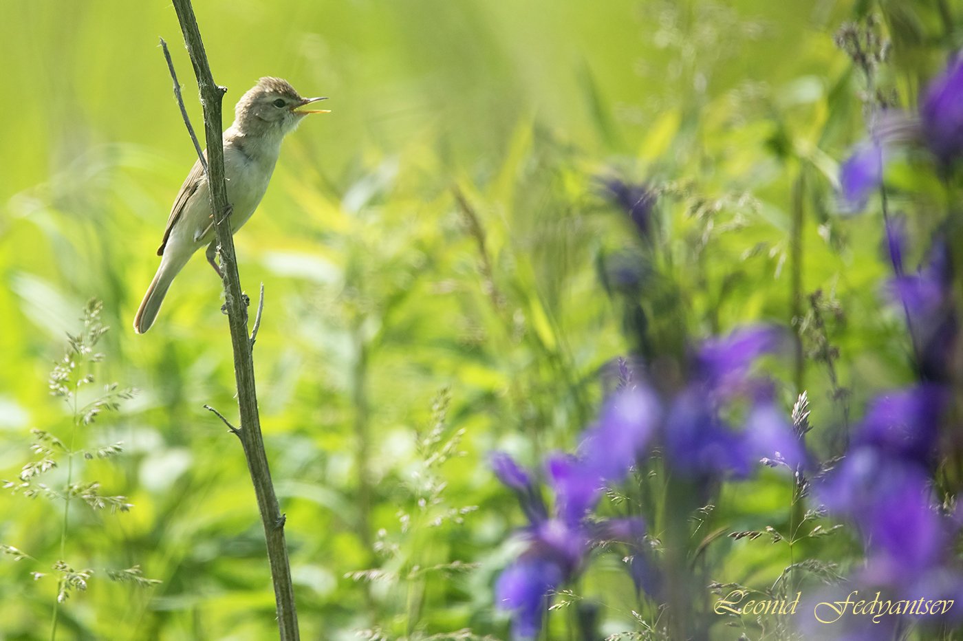 Песня Северной бормотушки