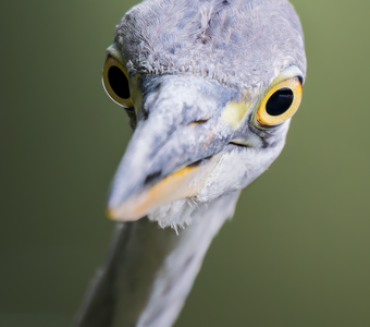 Серая цапля (Ardea cinerea)