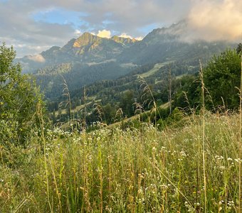 Горные цветочки