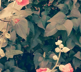 Цветы у дома