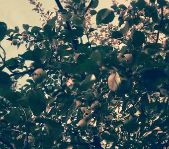 Яблони перед домом