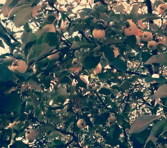 Яблони у дома