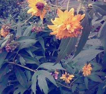 Куст желтых цветов