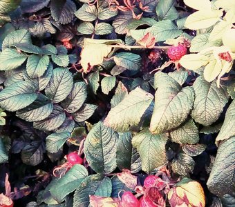 Плоды шиповника