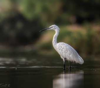На утренней охоте