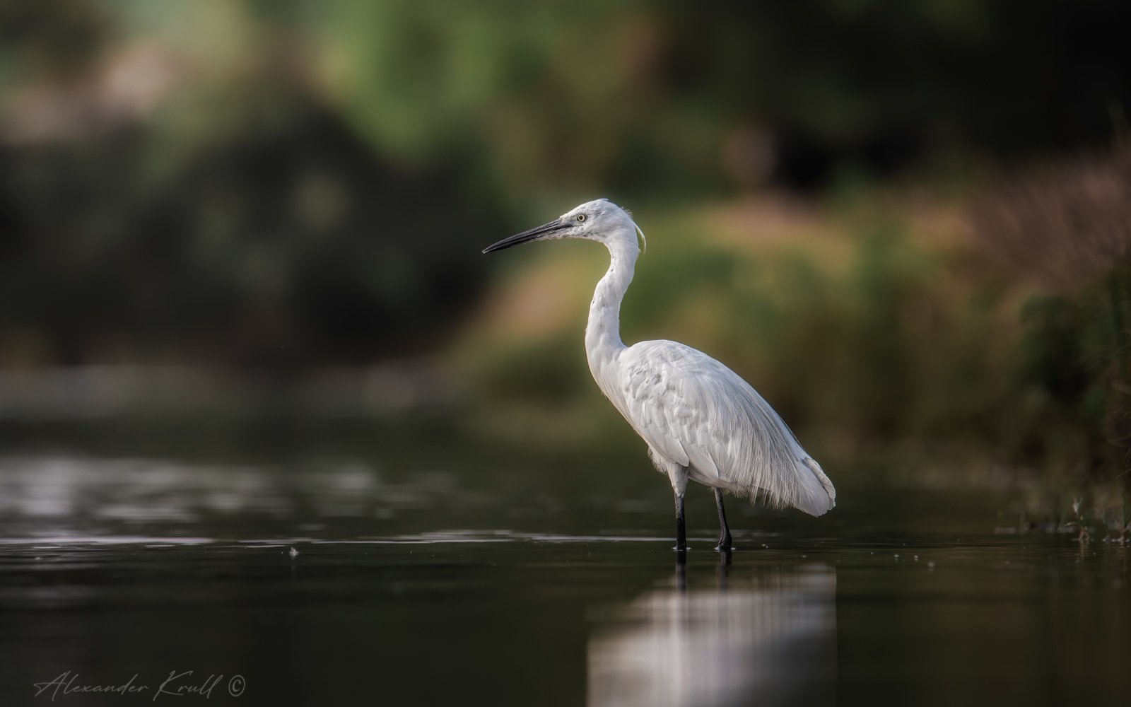 На утренней охоте