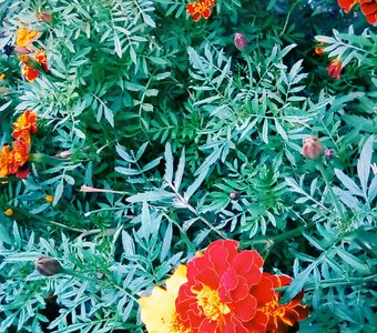 Красно-желтые цветы