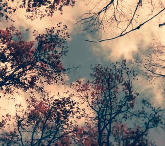 Листья и ветви деревьев