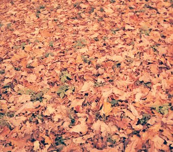 Ковер из листьев