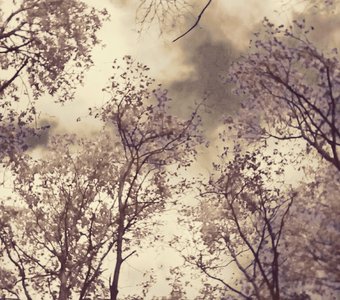 Деревья и небо