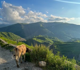 Корова ест