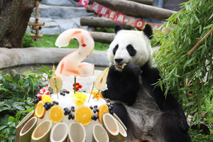 Панда Катюша отметила второй день рождения в Московском зоопарке