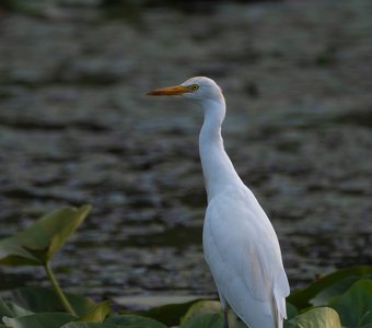 Египетская цапляз