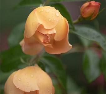 После дождя