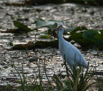Египетская цапля