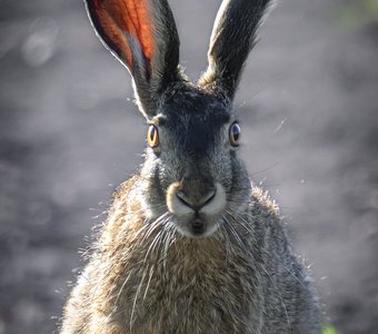 Зайцы тоже умеют удивляться!