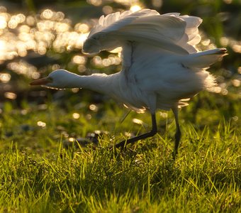 Египетская цапля